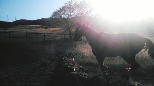 Horse standing on field against sky