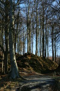 Trees in forest against sky