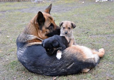 Two dogs sitting in a grass