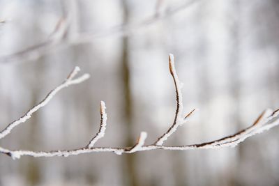 Thin branch of a beech tree with sear leaves and pieces of snow in winter