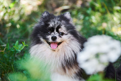 Pomeranian spitz dog close up portrait, green garden. cute pomeranian puppy. spitz pom dog