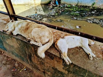 High angle view of dogs and cat resting together