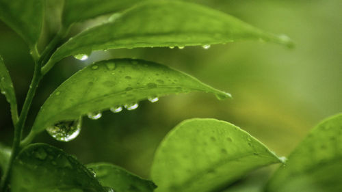 Close-up of raindrops on green leaves