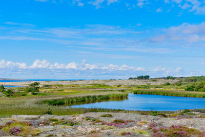 Tall grasses surround a small marshy lake near the sea 