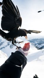 Midsection of person with a bird on snow