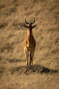 Male hartebeest displays himself on grassy mound