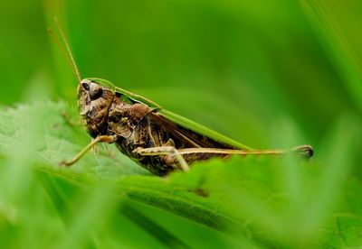 Grasshopper