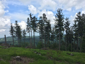Pine trees on field against sky