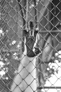 View of monkey on chainlink fence