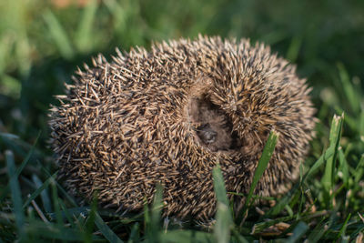 Close-up of an animal on field