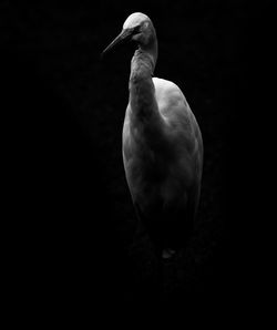 Close-up of bird against black background