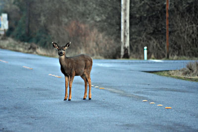 View of deer in an asphalt street