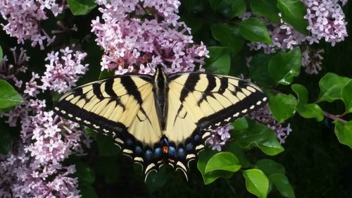 Close-up of butterfly on pink flower