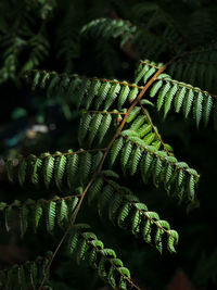 Close-up of palm tree