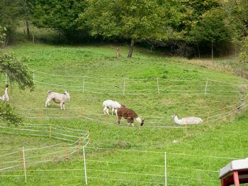 Sheep grazing in a field