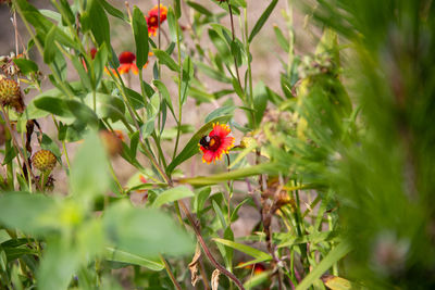 Ladybug on plant