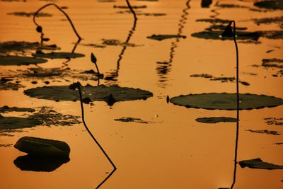 Reflection of plants in lake