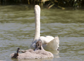 Swan swimming in lake