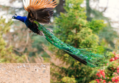 Close-up of a bird flying