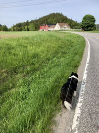 Scenic view of agricultural field