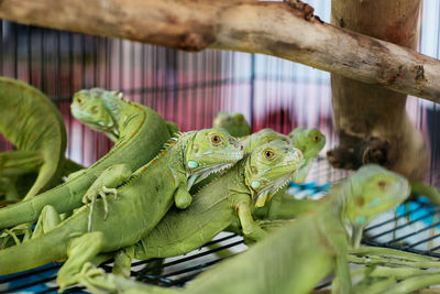 Close-up of lizard in cage