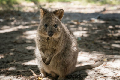 Quokka, setonix brachyurus, image was taken on rottnest island, western australia