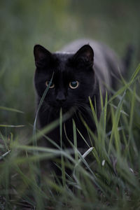 Portrait of black cat