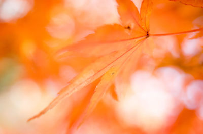 Macro shot of leaf in water