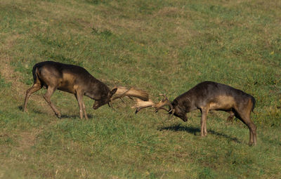 Wild deer dama dama fighting in summer, in their natural habitat.