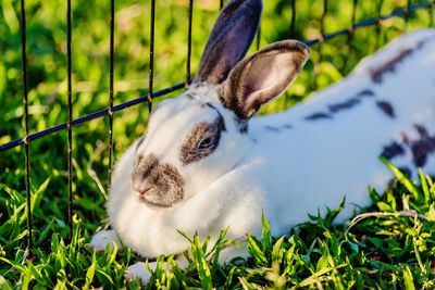 Close-up of rabbit in cage