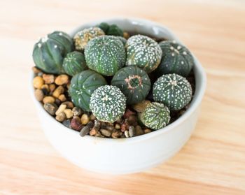 High angle view of succulent plant in bowl on table