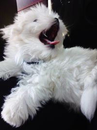 Close-up of white dog