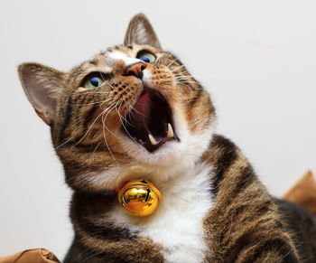 Close-up of a cat looking away