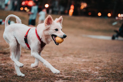 View of dog running