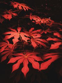 Close-up of red maple leaves