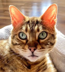 Close-up portrait of tabby cat