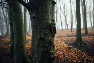 Close-up of tree trunk