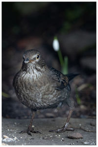 Close-up of a bird
