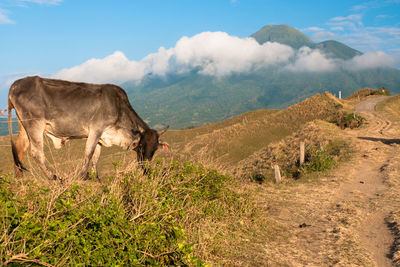 Side view of brown cow grazing