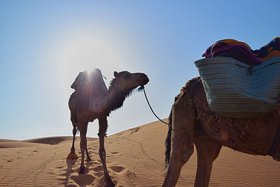 View of camel in desert