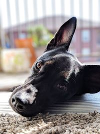 Close-up of a dog resting