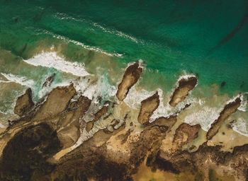 Close-up of fishes swimming in sea