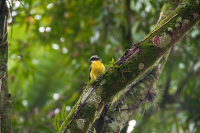 Bird perching on tree