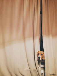 Close-up of dog peeking through curtain