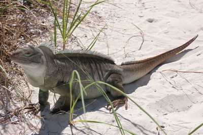 Side view of an animal on land