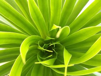 Full frame shot of green leaves