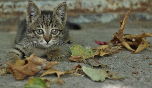 Portrait of a cat