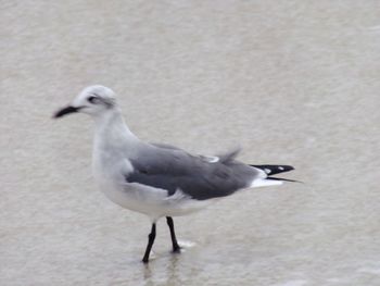 Close-up of seagull perching
