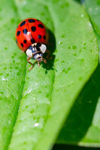 Close-up of ladybug on leaf