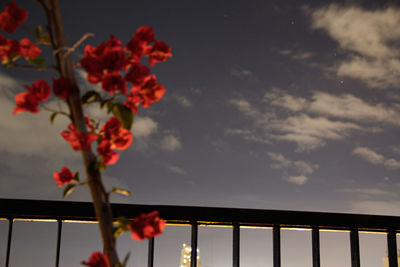 Low angle view of flowering plants against sky